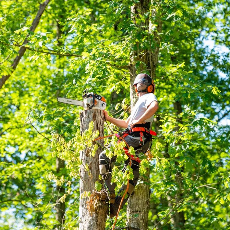 Tree Removal Wilkes-Barre, PA