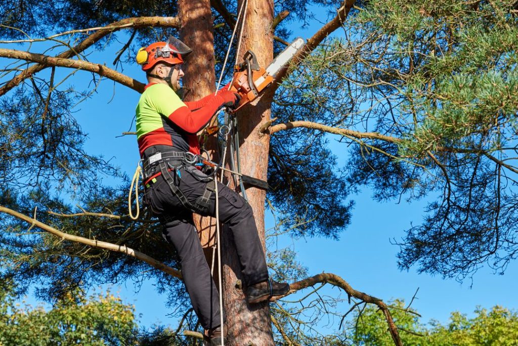 Tree Trimming Wilkes-Barre, PA